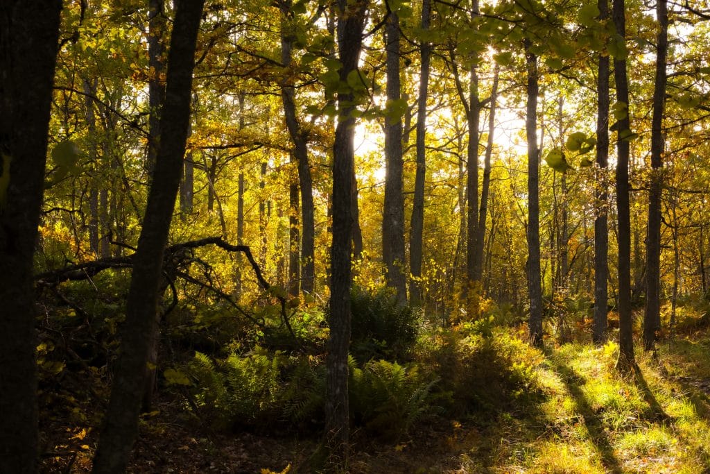 sari_niemi_coverphoto1