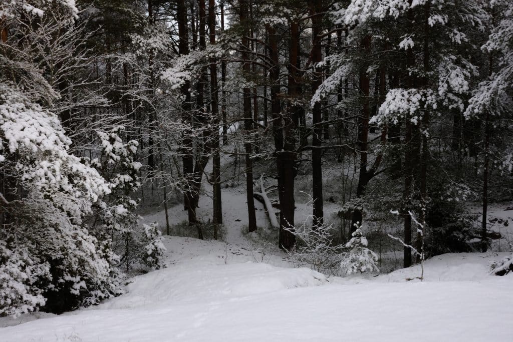 sari_niemi_coverphoto5
